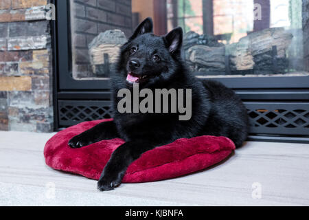 Schipperke Welpen 'Cash' auf einem Kissen vor seinem Kamin in Maple Valley, Washington, USA ruhen Stockfoto