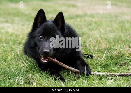 Schipperke Welpen 'Cash' das Kauen auf einem langen Stock auf seinem Rasen in Maple Valley, Washington, USA Stockfoto