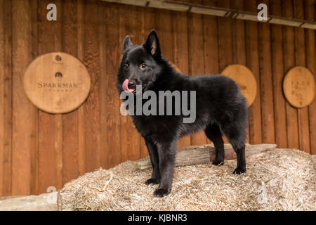 Schipperke Welpen 'Cash' stehend auf einem Ballen Heu in einem Wagen eifrig für seine nächste behandeln, in Maple Valley, Washington, USA Stockfoto