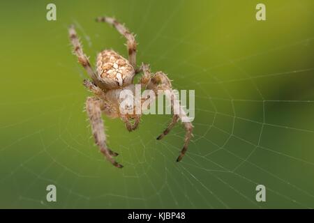 Die europäische Gartenkreuzspinne (Araneus diadematus) im Spinnennetz mit grünem Hintergrund sitzen. Großen braunen, leicht Spinne mit dem Kreuz auf dem orb Web Stockfoto