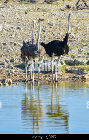 Strauß an einem Wasserloch in der Natur in Etosha National Park, Namibia, Afrika. Stockfoto