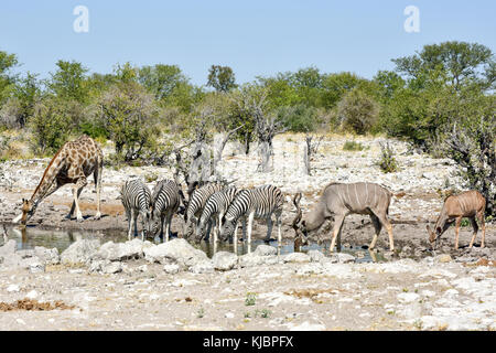 Zebras und Giraffen Trinken an einem Wasserloch in der Natur in Etosha National Park, Namibia, Afrika. Stockfoto