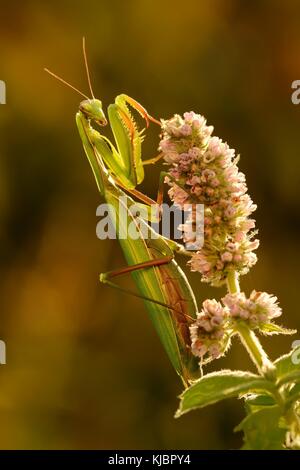 Europäische Gottesanbeterin (Mantis Religiosa) sitzen auf dem Mentha blühen. Porträt der schönen Mantis in der Abendsonne sitzen auf dem lila Blüte Stockfoto