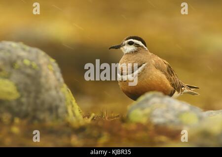 Eurasian Dotterel - Charadrius morinellus auf dem Boden sitzend, Norwegen Stockfoto