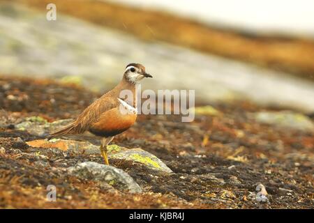 Eurasian Dotterel - Charadrius morinellus auf dem Boden sitzend in der Tundra, Norwegen Stockfoto