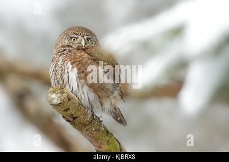 Eurasischen Pygmy-Owl sitzen auf dem Zweig in den Wald im Winter. Stockfoto