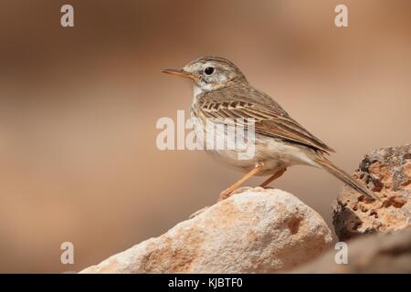 Berthelot die Pieper - Anthus berthelotii auf dem Stein auf Teneriffa, Kanarische Inseln Stockfoto