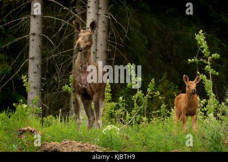 Elch - Alces alces mit ständigen im Wald mit Kalb. Stockfoto