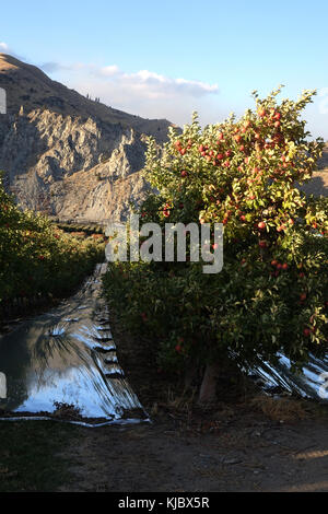 Eine auvil Apple Orchard hat reflektierenden Beläge auf den Boden, um zu helfen, die Äpfel von unten Farbe. Dieser Obstgarten befindet sich in der berühmten Apple wachsende Region Stockfoto