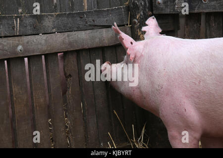 Schuss von einem Schwein Schnauze extreme Close-up im Schweinestall von hinten Stockfoto