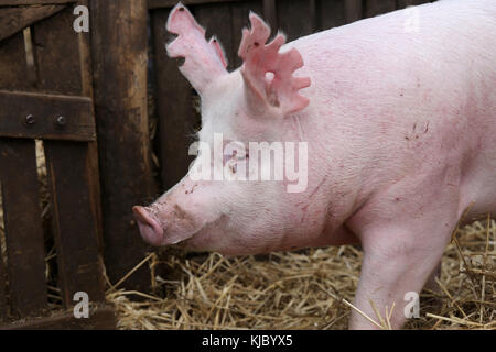 Schwein Schnauze extreme Close-up im Schweinestall Stockfoto