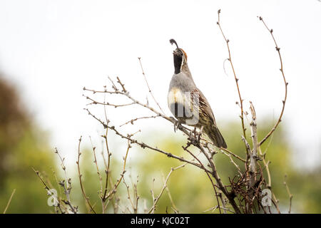 Die gambel Wachtel im Coachella Valley bewahren, Riverside County, Kalifornien Stockfoto