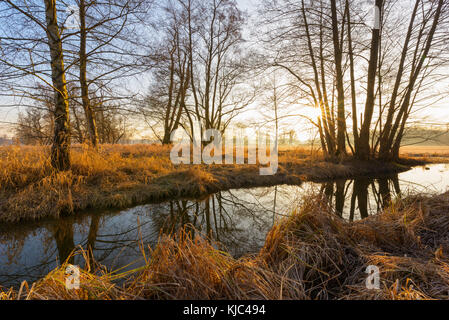 Schwarze Erle und Bach bei Sonnenaufgang im Februar in Hessen, Deutschland Stockfoto