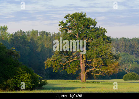 Alte Eiche (Quercus robur) am frühen Morgen in Hessen, Deutschland Stockfoto