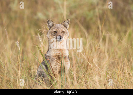 Porträt eines seitlich gestreiften Schakals (Canis adustus) im Okavango Delta in Botswana, Afrika Stockfoto