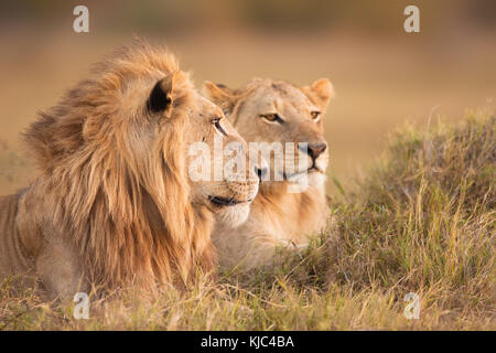 Afrikanische Löwin (Panthera leo) liegt im Gras des Okavango Deltas in Botswana, Afrika Stockfoto
