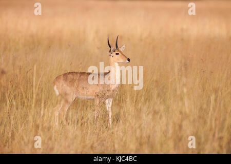 Südlicher Raufußbock (Redunca arundinum), der im Grasland im Okavango Delta in Botswana, Afrika, steht Stockfoto