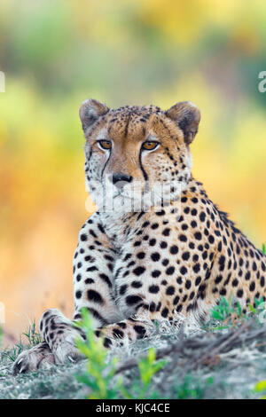 Porträt eines Geparden (Acinonyx jubatus), der auf dem Boden liegt und die Kamera am Okavango Delta in Botswana, Afrika, betrachtet Stockfoto