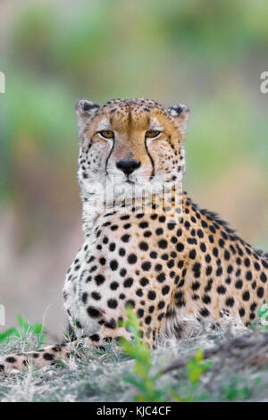 Porträt eines Geparden (Acinonyx jubatus), der auf dem Boden liegt und die Kamera am Okavango Delta in Botswana, Afrika, betrachtet Stockfoto