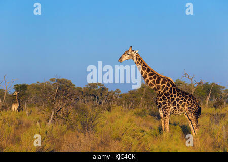 Südliche Giraffe (Giraffa giraffa), die im Feld am Okavango Delta in Botswana, Afrika, steht Stockfoto