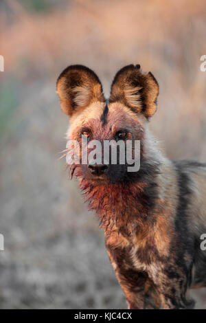 Portrait eines Wildhundes (Lycaon pictus), der nach dem Futter im Okavango Delta in Botswana, Afrika, die Kamera anschaut Stockfoto