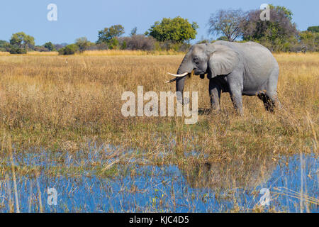 Afrikanischer Elefant (Loxodonta africana) beim Spaziergang durch das Gras neben einem Wasserloch im Okavango Delta in Botswana, Afrika Stockfoto