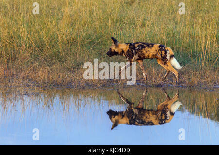 Wildhund (Lycaon pictus) beim Spaziergang im Gras neben einem Wasserloch am Okavango Delta in Botswana, Afrika Stockfoto