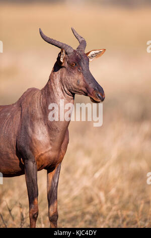 Porträt eines Topi oder Tessebes (Damaliscus lunatus), der im Gras am Okavango Delta in Botswana, Afrika, steht Stockfoto