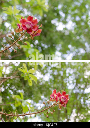 Sala Flora oder shorea robusta Blume auf cannonball Baum und der Sal Baum Stockfoto