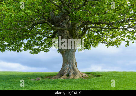 Nahaufnahme des Eichenstamms im Frühjahr in Schottland, Großbritannien Stockfoto