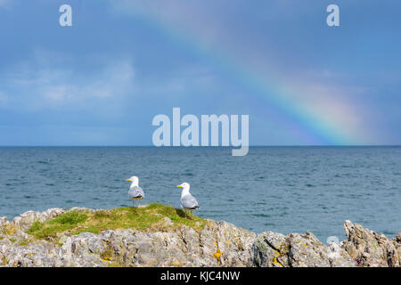 Schottische Küste mit Möwen auf Felsen und einem Regenbogen über dem Nordatlantik bei Mallaig in Schottland, Vereinigtes Königreich Stockfoto