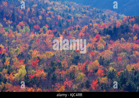 Überblick über den Wald mit Herbstlaub an einem sonnigen Tag im White Mountains National Forest in New Hampshire, New England, USA Stockfoto