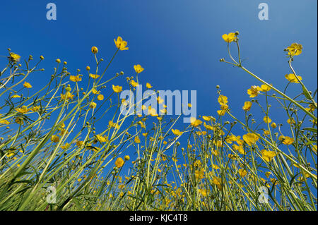 Niedriger Winkel von Weidefaltern (Ranunculus acris) gegen einen blauen Himmel in Bayern, Deutschland Stockfoto