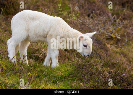 Nahaufnahme von Lamm, das im Frühling auf der Isle of Skye in Schottland grast, in Dunvegan Stockfoto