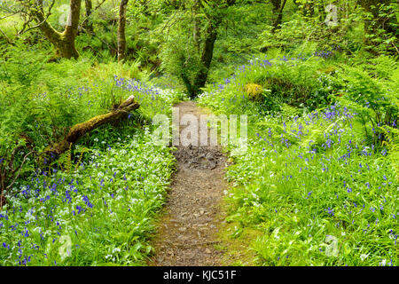 Pfad durch den Frühlingswald mit Bärlauch und Blaubären in der Nähe von Armadale auf der Isle of Skye in Schottland, Großbritannien Stockfoto