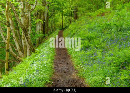 Pfad durch den Frühlingswald mit Bärlauch und Blaubären in der Nähe von Armadale auf der Isle of Skye in Schottland, Großbritannien Stockfoto