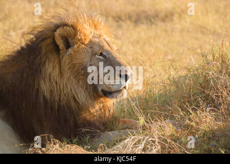 Porträt eines afrikanischen Löwen (Panthera leo), der im Gras liegt und in die Ferne am Okavango Delta in Botswana, Afrika blickt Stockfoto