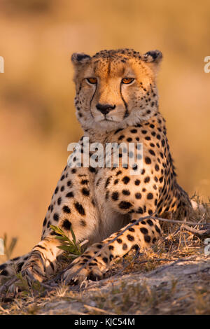 Porträt eines Geparden (Acinonyx jubatus), der am Boden des Okavango-Deltas in Botswana, Afrika, liegt Stockfoto