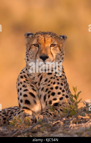 Porträt eines Geparden (Acinonyx jubatus), der am Boden des Okavango-Deltas in Botswana, Afrika, liegt Stockfoto