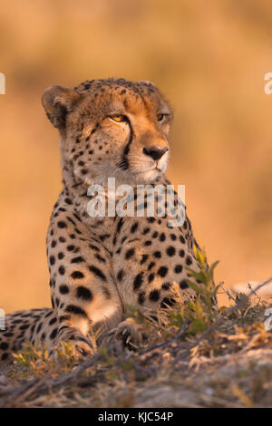 Porträt eines Geparden (Acinonyx jubatus), der am Boden des Okavango-Deltas in Botswana, Afrika, liegt Stockfoto