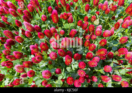Nahaufnahme von Karmesinklee (Trifolium incarnatum), die auf einem Feld im Burgenland wächst Stockfoto