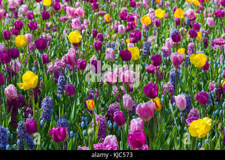 Bunte Tulpen und Hyazinthe im Frühling in den Keukenhof Gärten in Lisse, Südholland in den Niederlanden Stockfoto