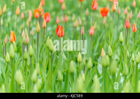 Tulpenblüten im Frühling in den Keukenhof-Gärten in Lisse, Südholland in den Niederlanden Stockfoto
