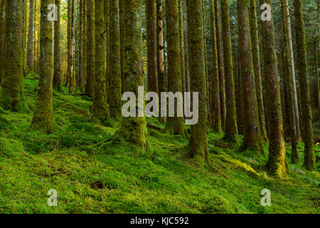 Starke moosige Baumstämme und Waldboden in einem Nadelwald am Loch Awe in Argyll und Bute in Schottland Stockfoto