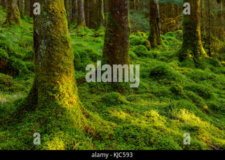 Starke moosige Baumstämme und Waldboden in einem Nadelwald am Loch Awe in Argyll und Bute in Schottland Stockfoto