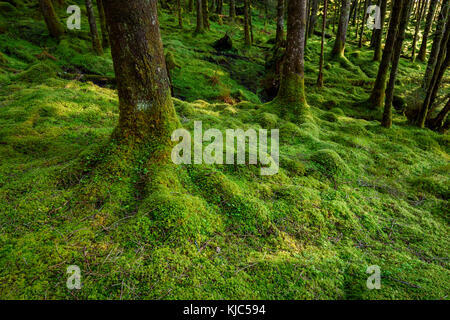 Starke moosige Baumstämme und Waldboden in einem Nadelwald am Loch Awe in Argyll und Bute in Schottland Stockfoto