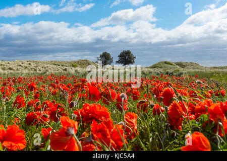 Feld von roten Mohnblumen mit grasbewachsenen Sanddünen im Hintergrund am Strand in Bamburgh, Northumberland, England, Großbritannien Stockfoto