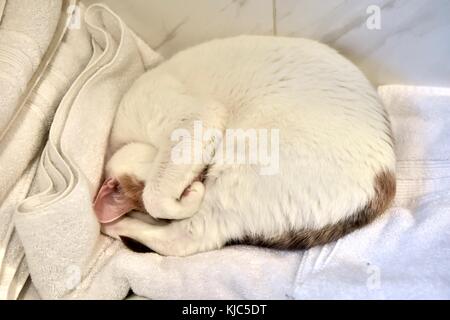 Weiße Katze kräuselte sich schlafen Stockfoto