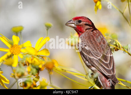 Ein Haus Fink (haemorhous mexicanus) in den Blumen am Eingang der Desert Botanical Garden, Phoenix, Arizona, Usa Stockfoto