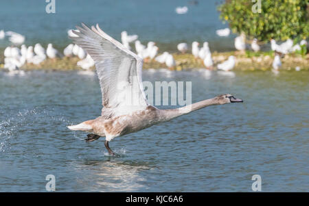 Swan Cygnet (Cygnus olor) fliegen tief über einem See im Herbst in West Sussex, England, UK. Stockfoto